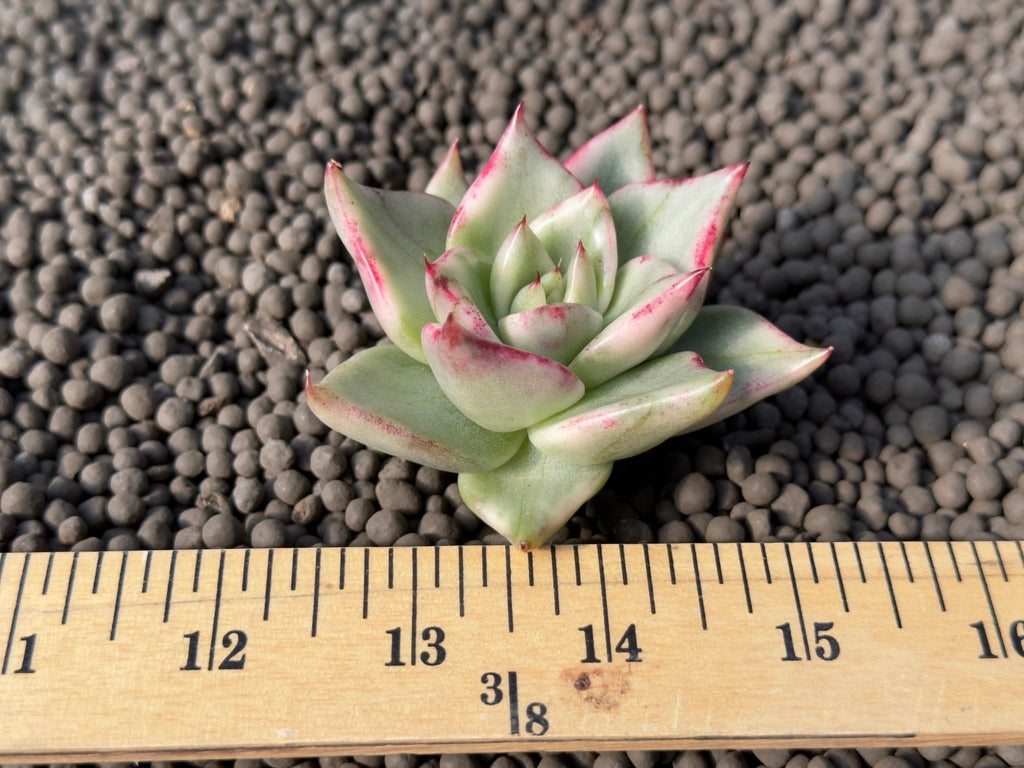 Variegated Echeveria agavoides Korean Succulent Plant