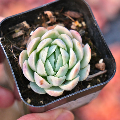 Echeveria elegans Mexican Snow Ball Succulent Plant