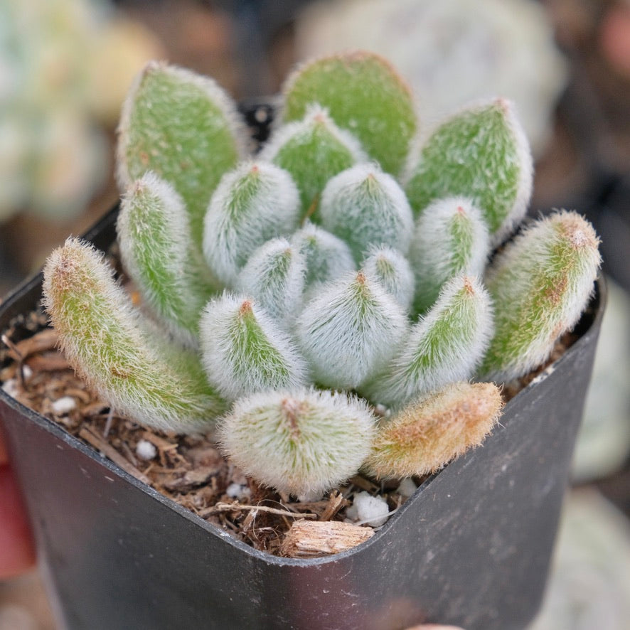 Echeveria Doris Taylor Succulent Plant