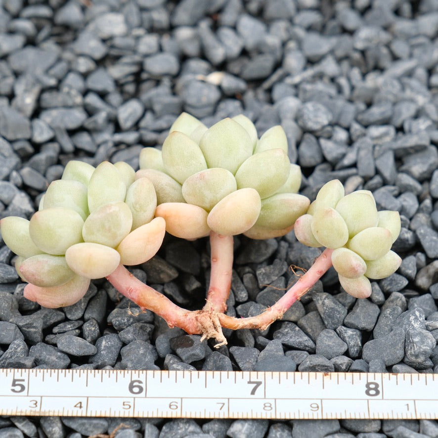 Graptosedum Bubble Gum Imported Succulent Plant