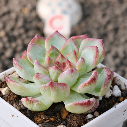 Echeveria Monroe x Sarahime Korean Succulent Plant New Changhee Hybrid