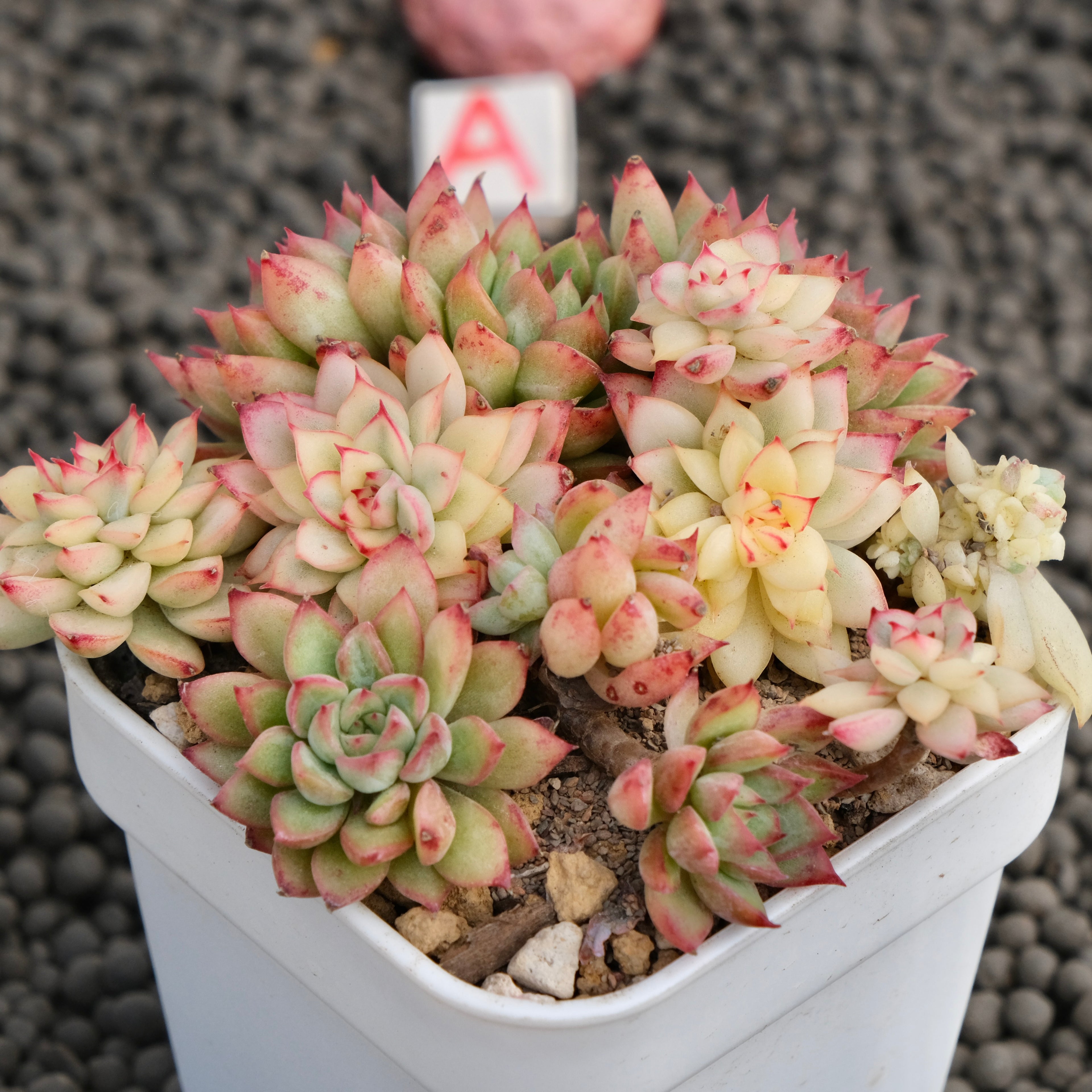 Variegated Echeveria Mebina Imported Succulent Plant