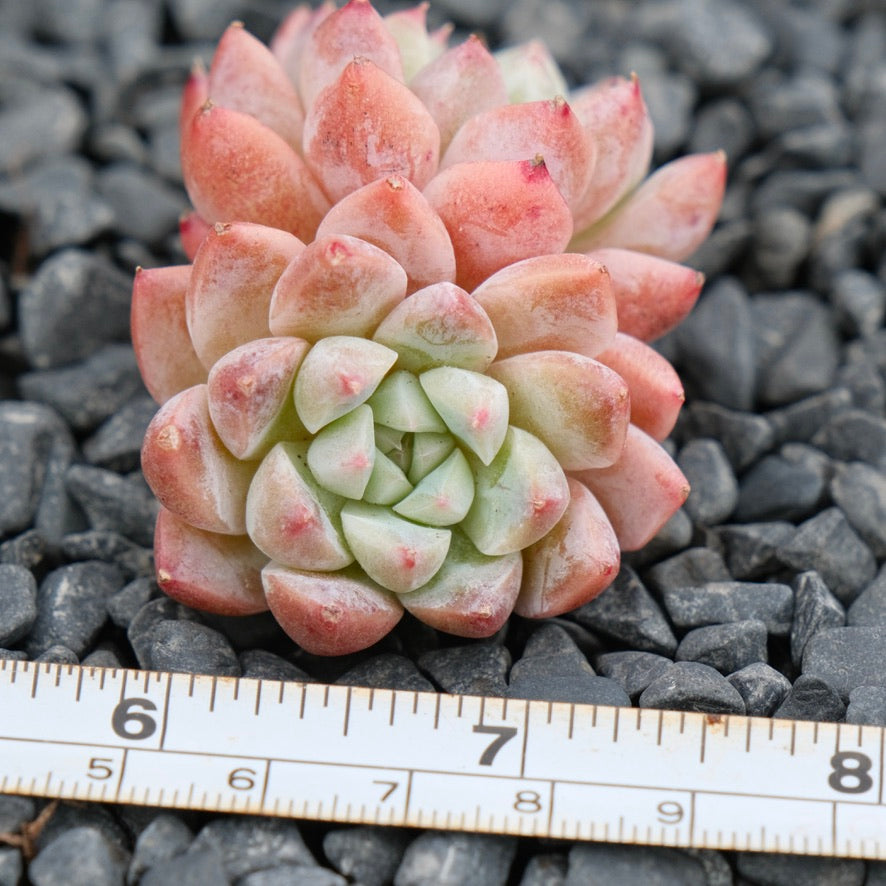 Echeveria Alba Beauty Imported Succulent Plant