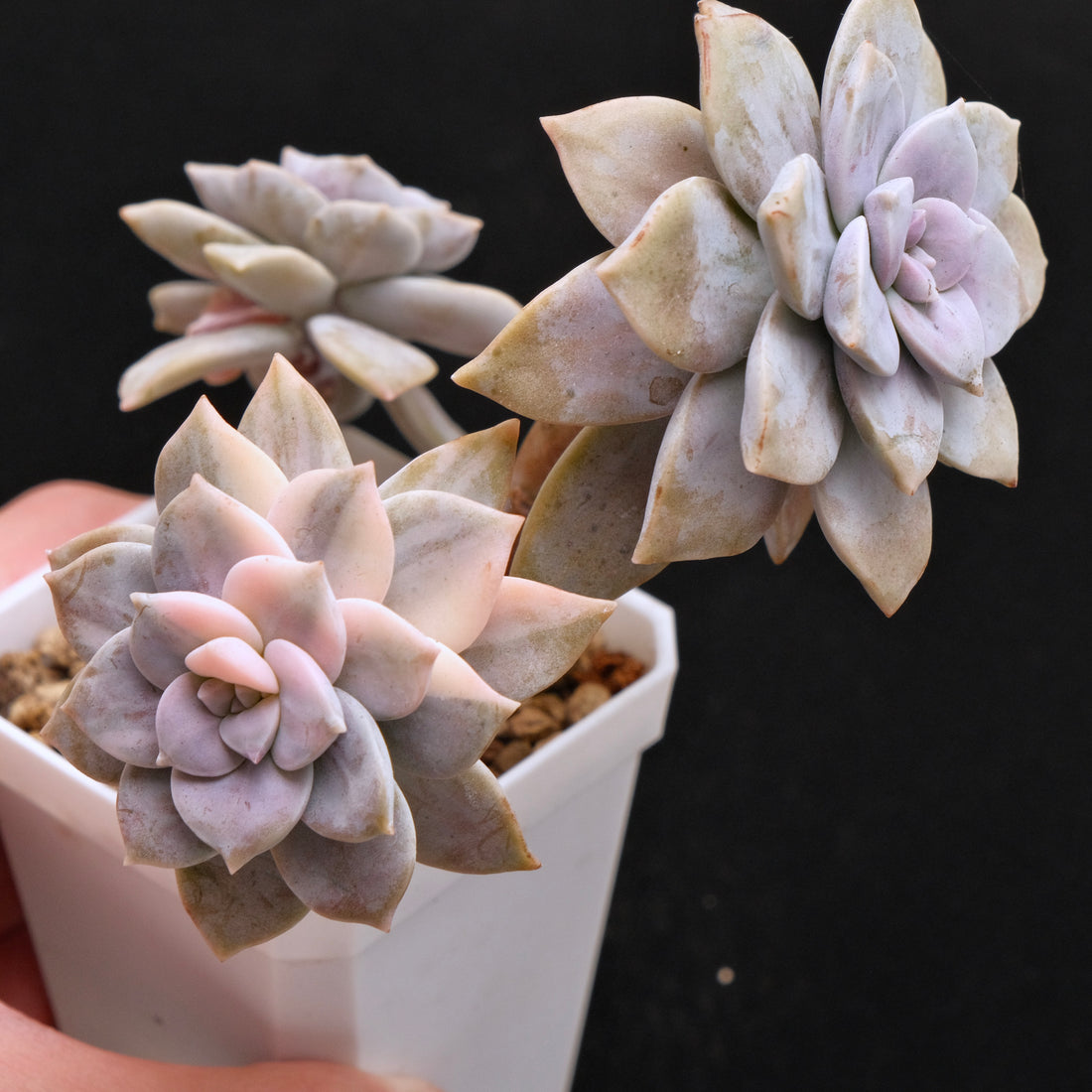 Variegated Graptopetalum Superbum Korean Succulent Plant