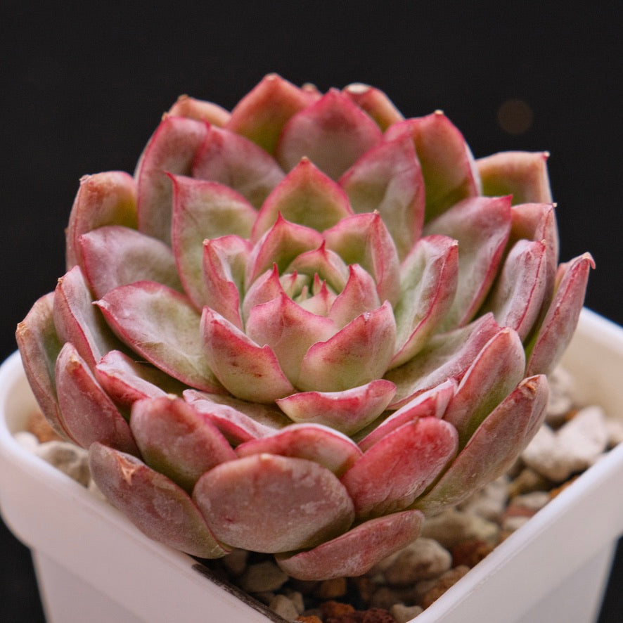 Echeveria pulidonis x Blue Bird Korean Succulent Plant *New*