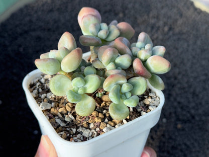 Graptosedum Miul Imported Succulent Plant