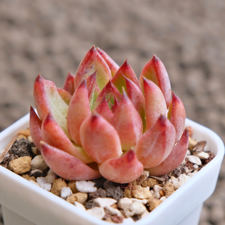 Echeveria Captain Jack Imported Succulent Plant