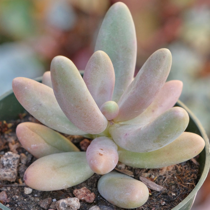 Pachyphytum fittkaui Succulent Plant