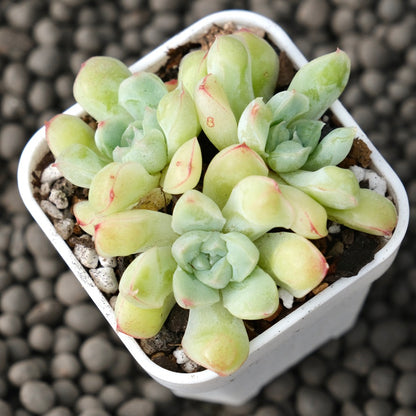 Echeveria Albidrops Korean Succulent Plant