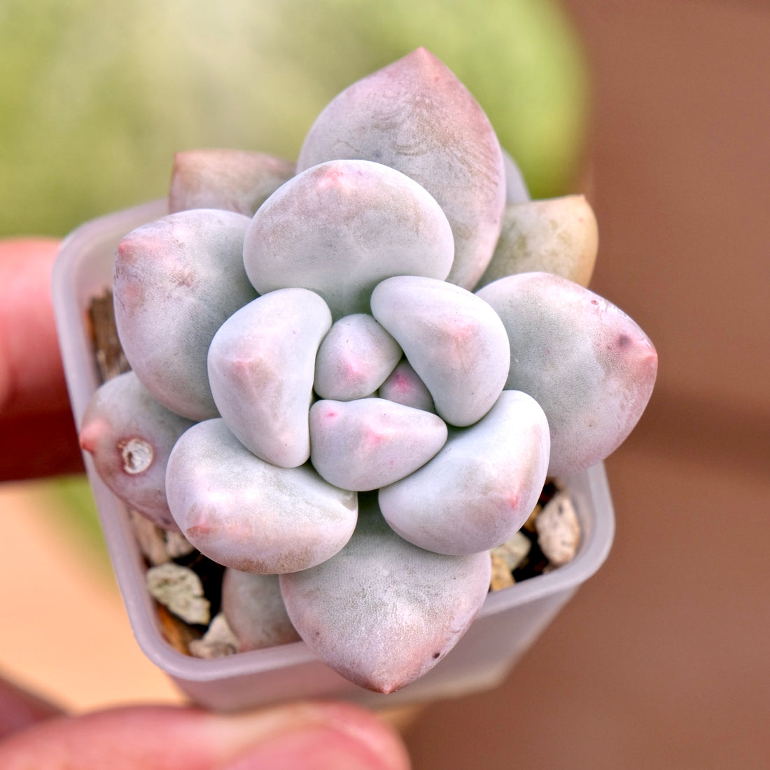 Pachyphytum Frevel Korean Succulent Plant