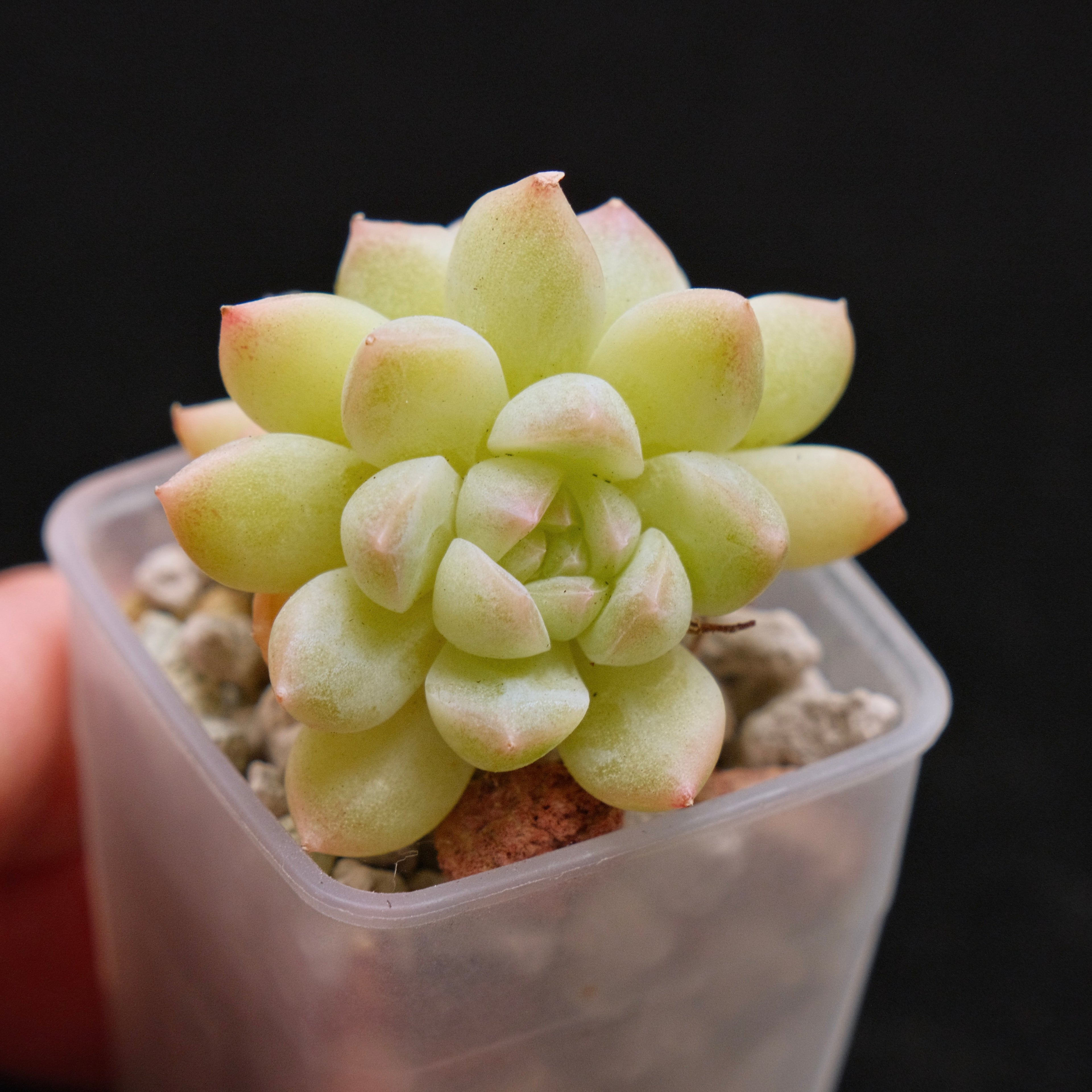 Echeveria hybrid imported Succulent Plant 溏心杂