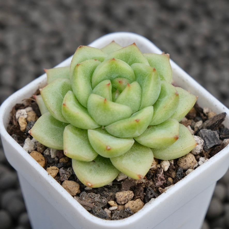 Echeveria Salomelon Korean Succulent Plant