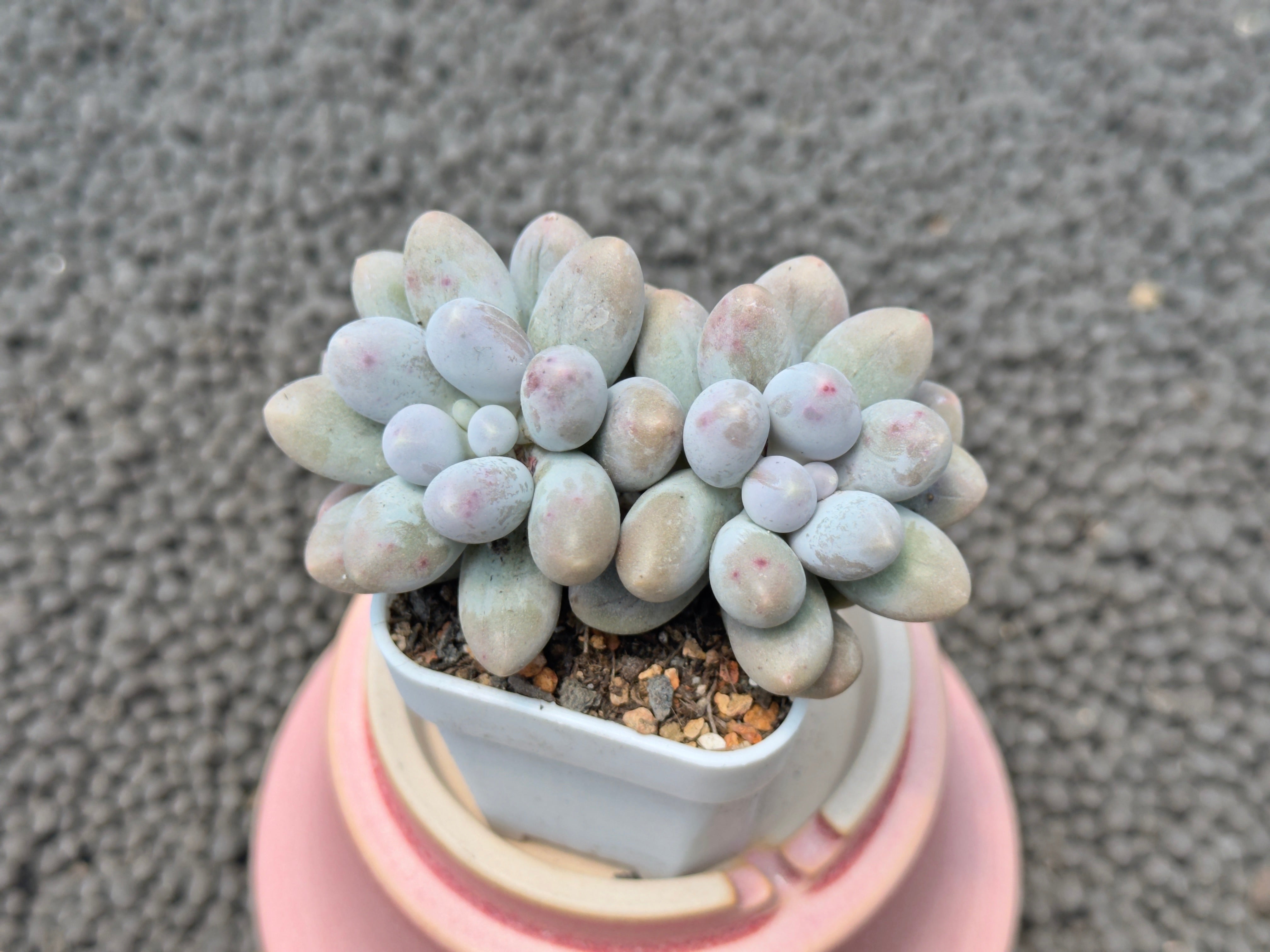 Pachyveria Pachyphytoides Walth Variegated Big Cluster deals Rare Imported Korean Succulents