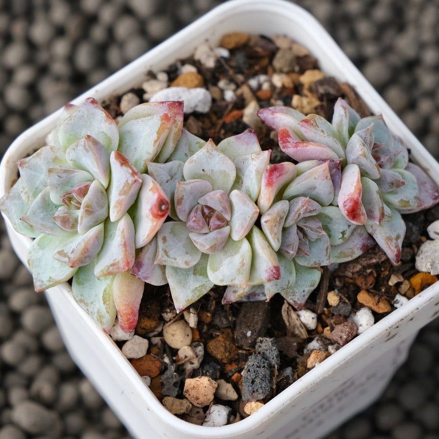 Echeveria Gloria Korean Succulent Plant Changhee Hybrid