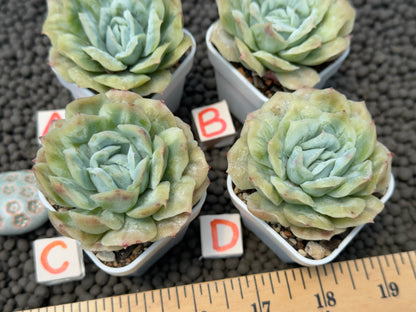 Echeveria Bubble Rose Imported Succulent Plant