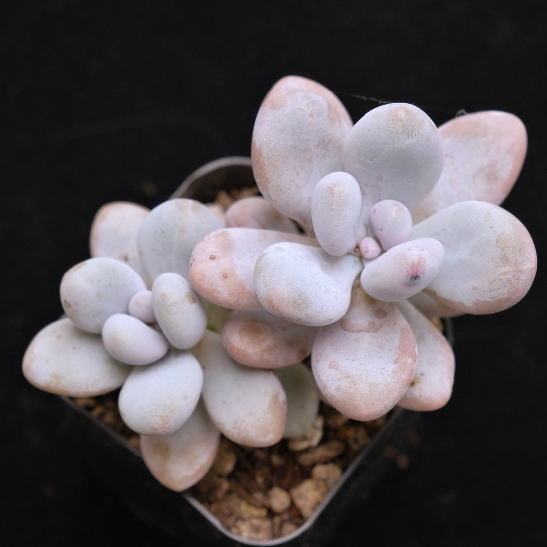 Graptophytum Royal Pretty Korean Succulent Plant Air Magic Hybrid