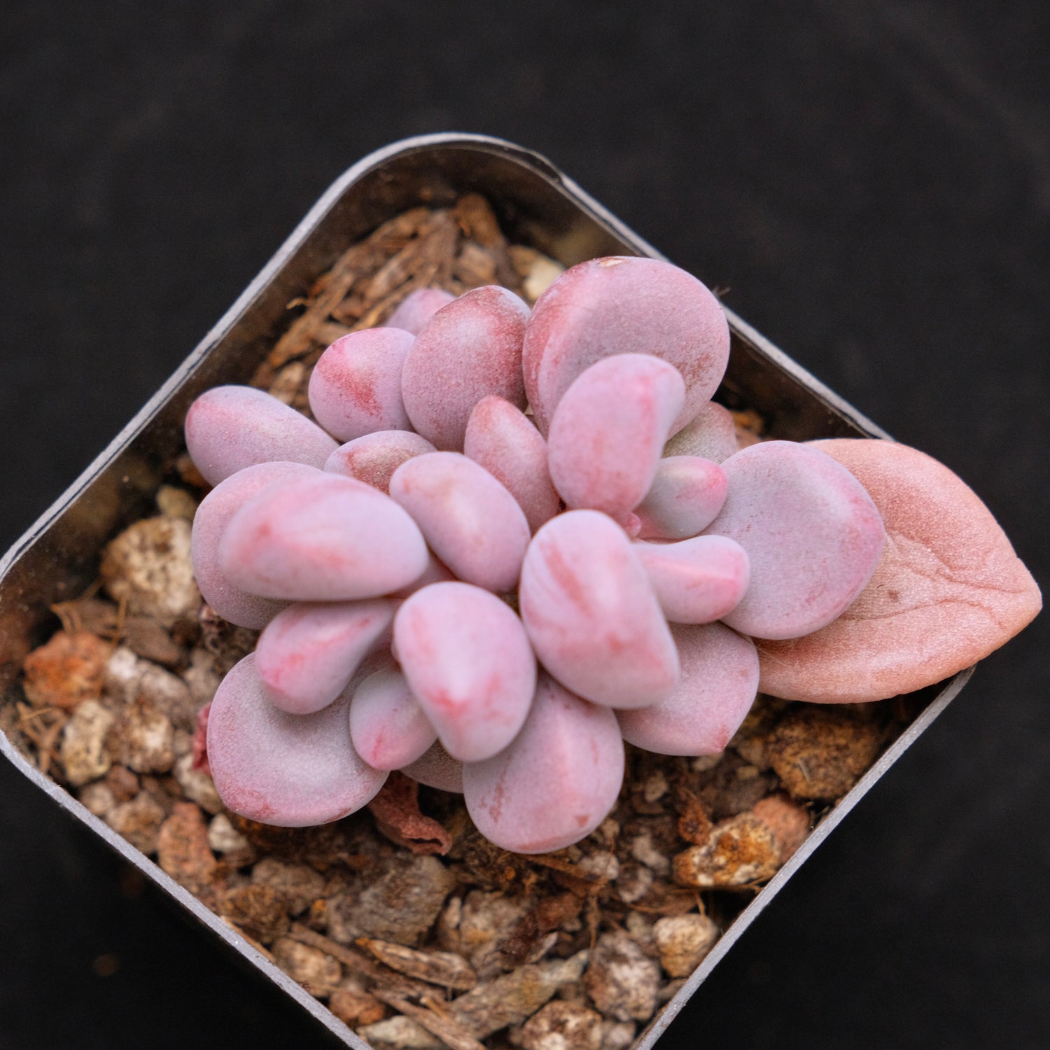 Graptosedum Indian Pink Korean Succulent Plant Air Magic hybrid