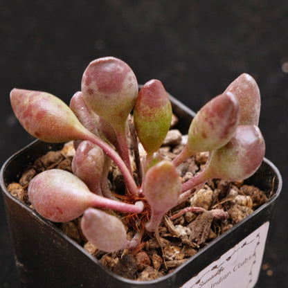 Adromischus Indian Clubs Korean Succulent Plant