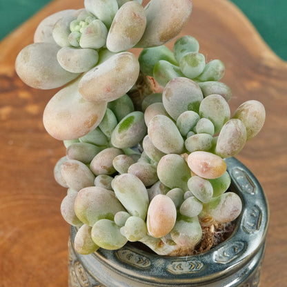 Big Graptosedum Miul Korean Succulent Plant