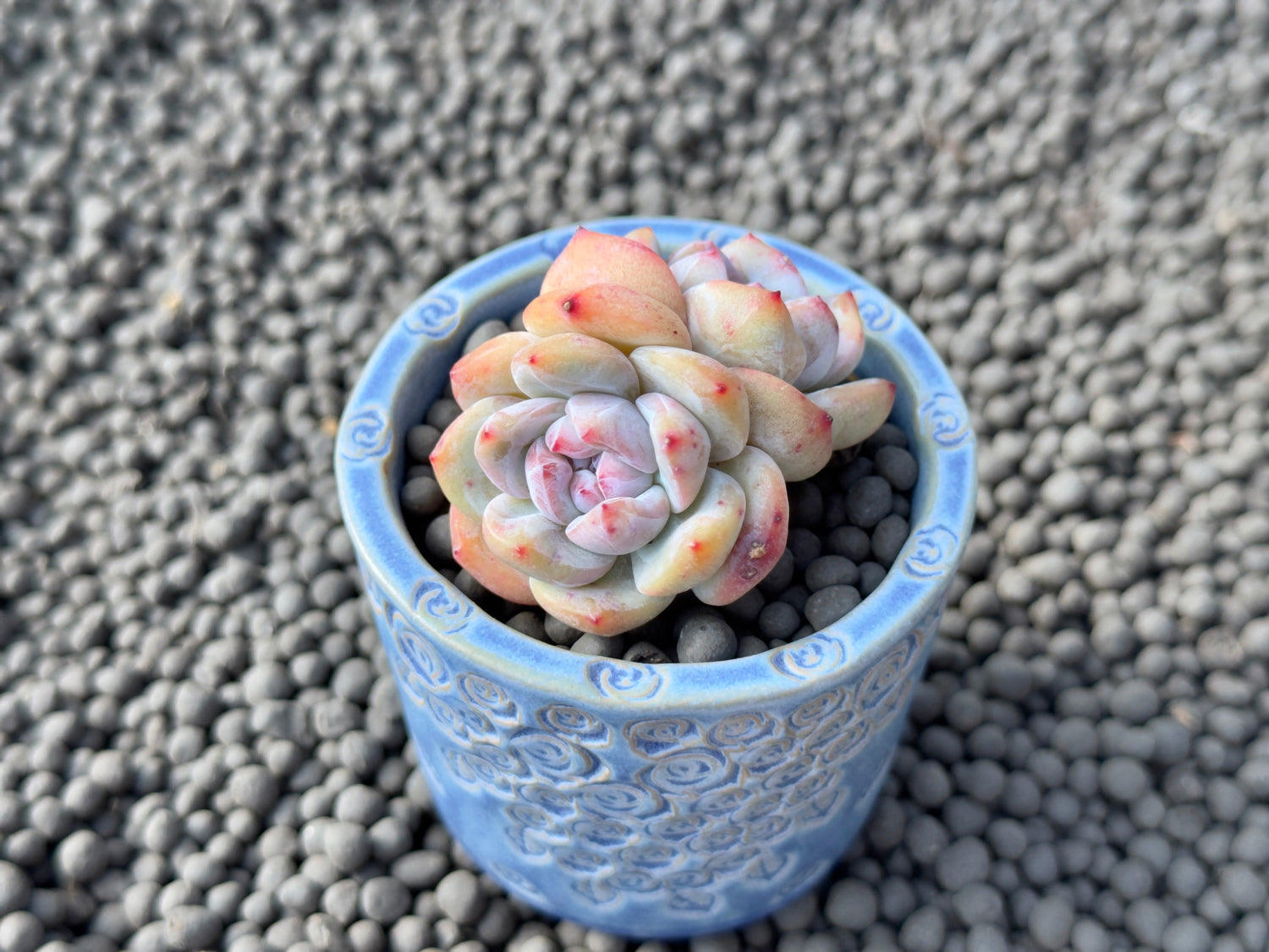 Double Echeveria Hoshikage Imported Succulent Plant