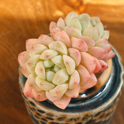 Echeveria Strawberry Smoothie Imported Succulent Plant *New*