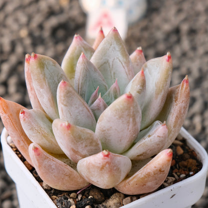 Echeveria Tolimanensis x Tapalpa Korean Succulent Plant Changhee Hybrid