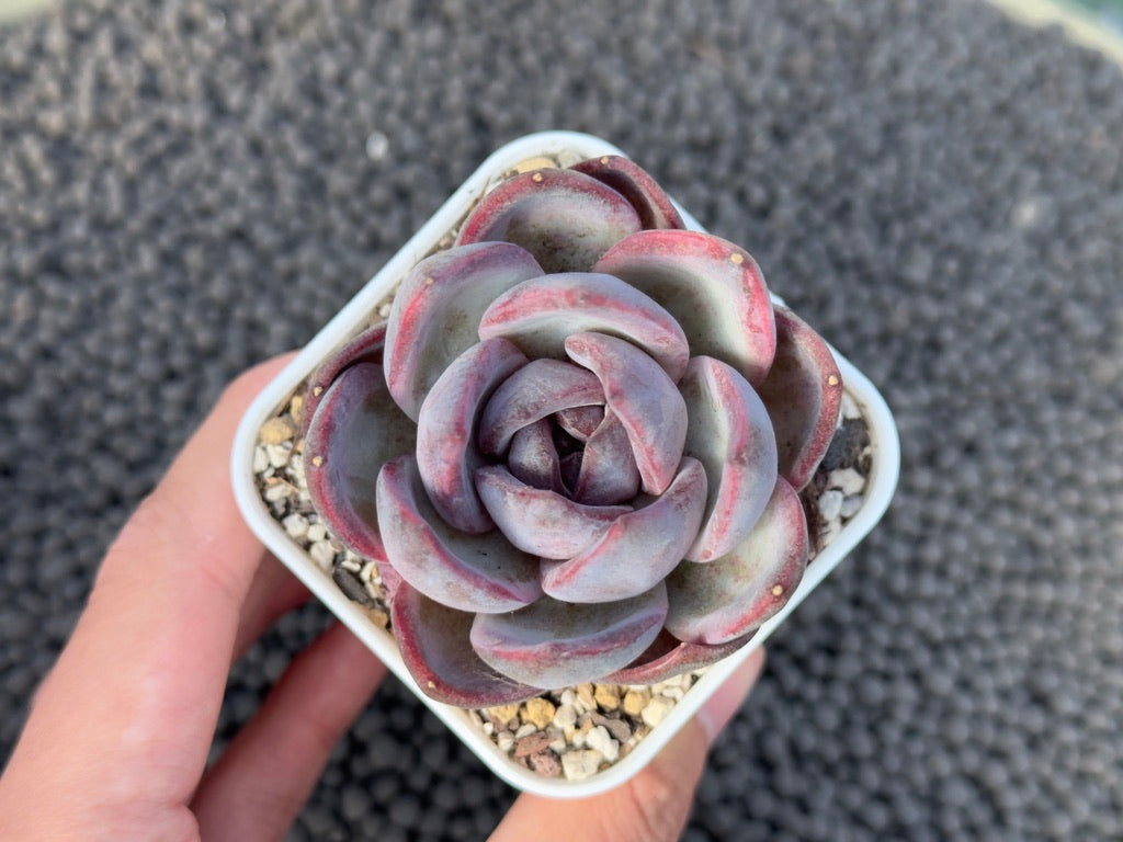 Echeveria Odette Korean Succulent Plant