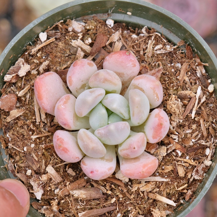 Pachyveria Cornus Succulent Plant