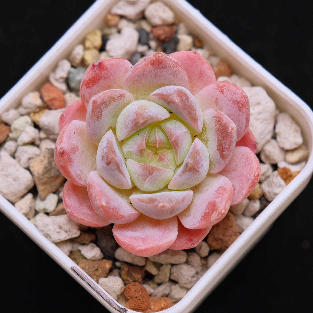 Echeveria Rosé Imported Succulent Plant *New* 月牙杂