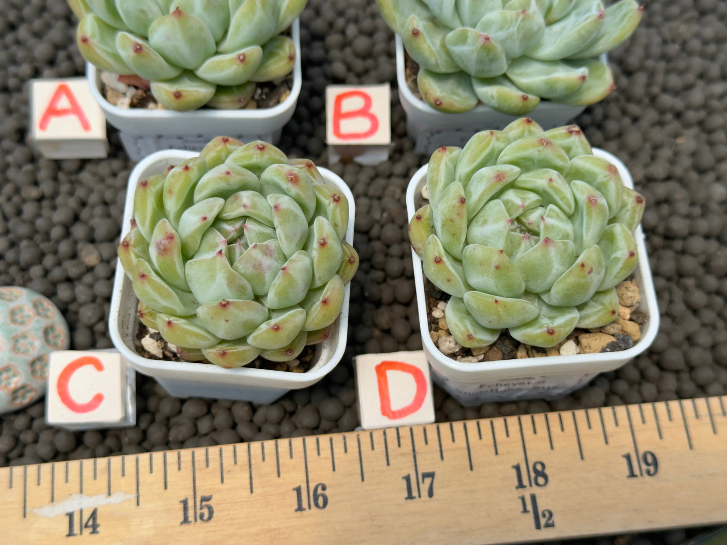 Echeveria Snowflake Jelly Korean Succulent Plant