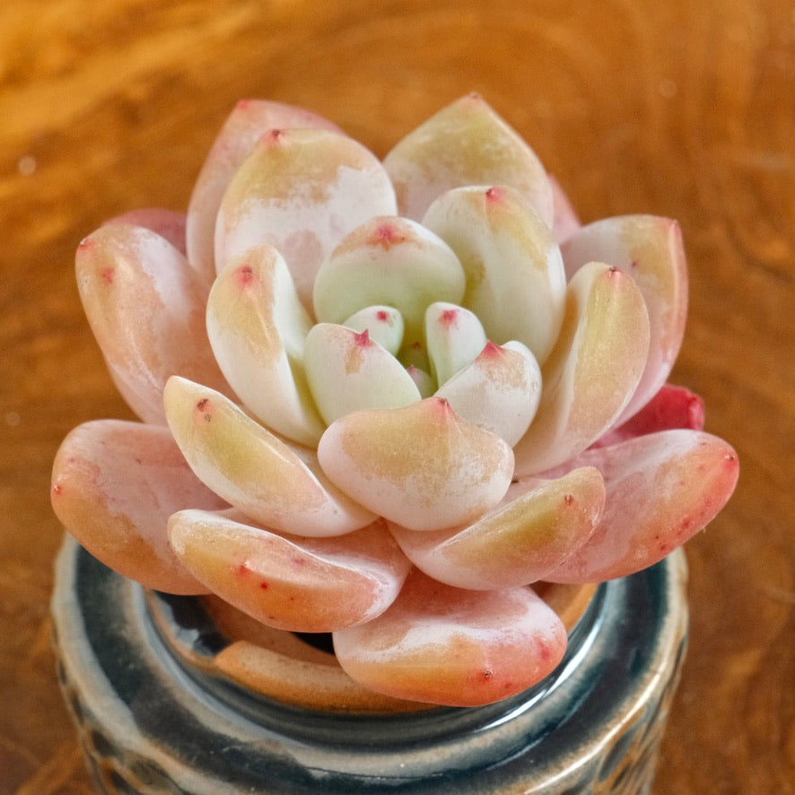 Echeveria Monroe Korean Succulent Plant