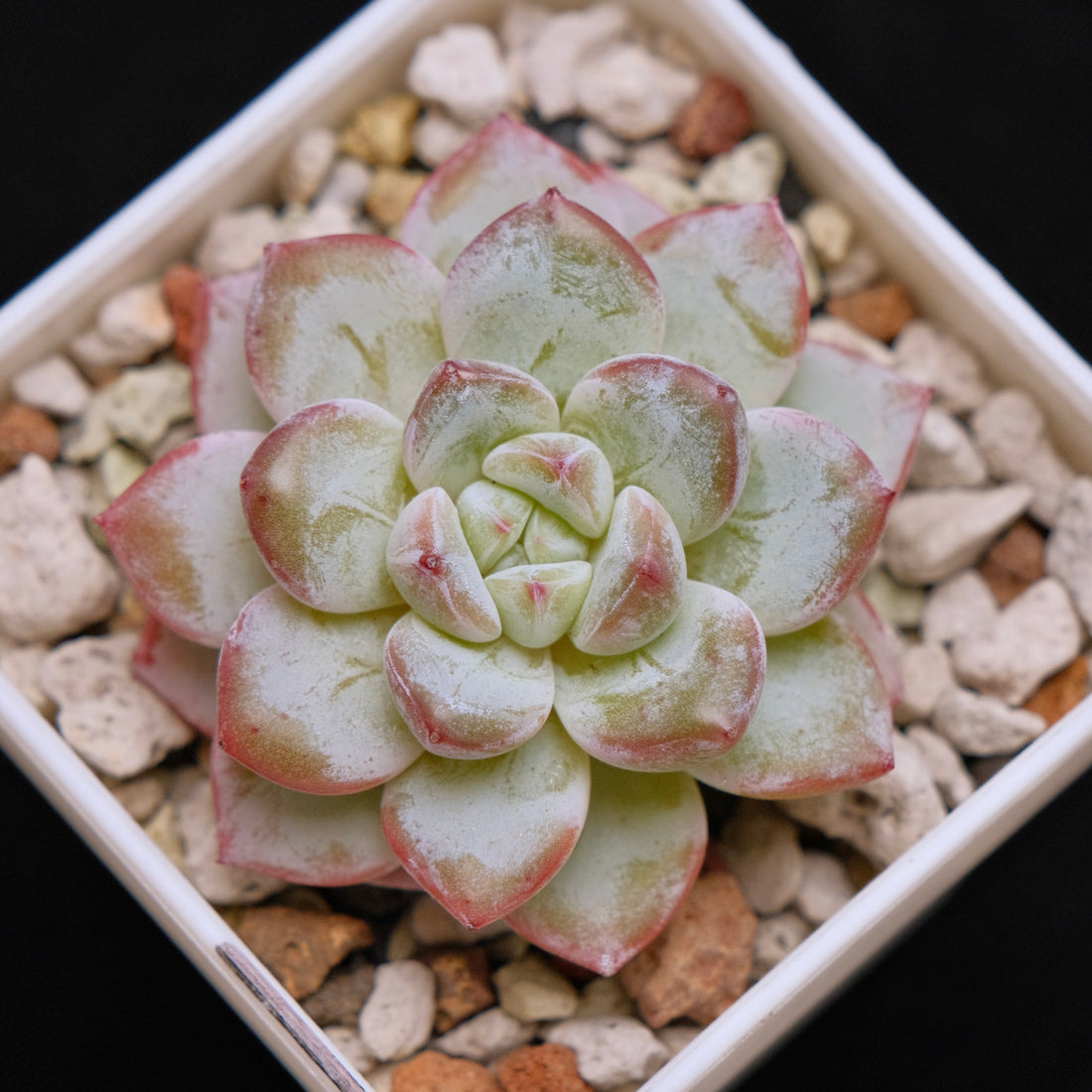 Echeveria Werther Korean Succulent Plant