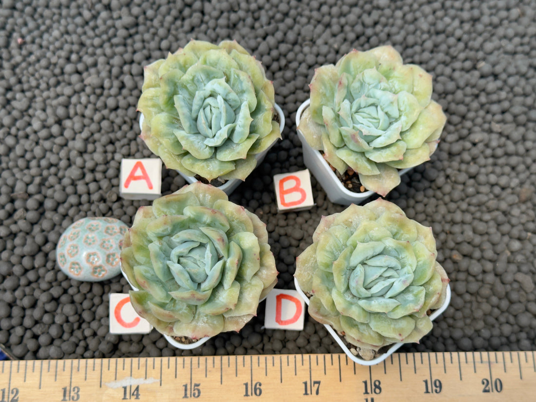 Echeveria Bubble Rose Imported Succulent Plant