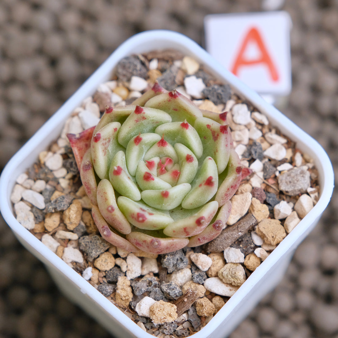 Echeveria Pink Sarahime Korean Succulent Plant - A