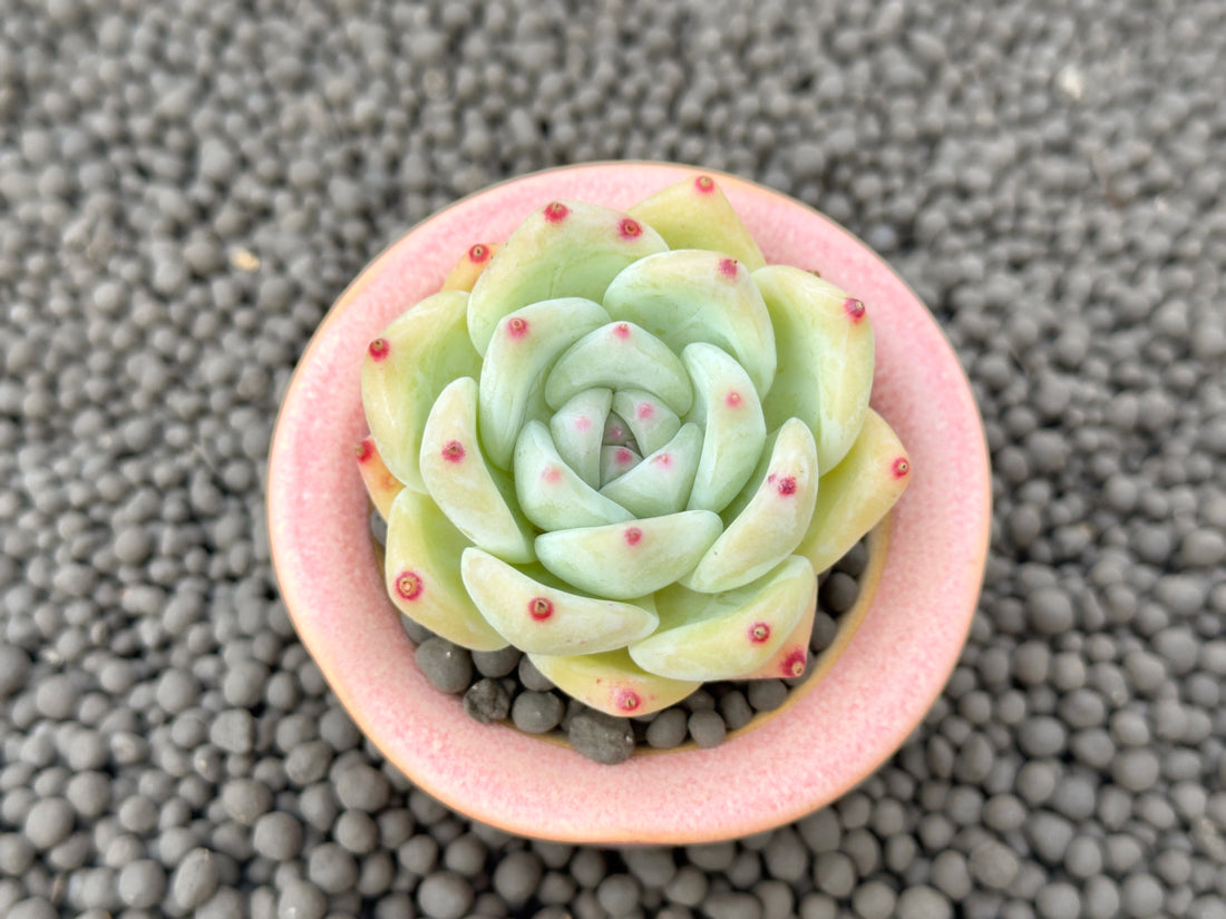 Echeveria Karla Korean Succulent Plant