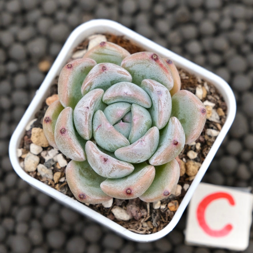 Echeveria Sunsu Korean Succulent Plant Hwaga Hybrid