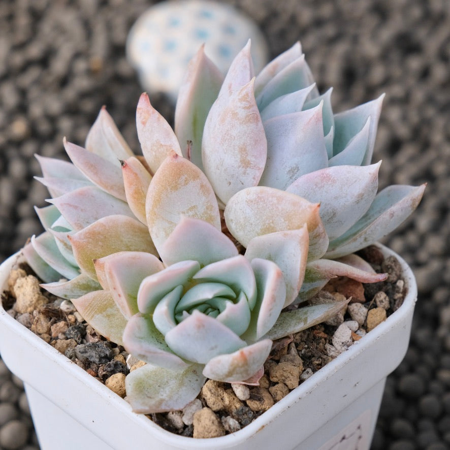 Sedum suaveolens Korean Succulent Plant