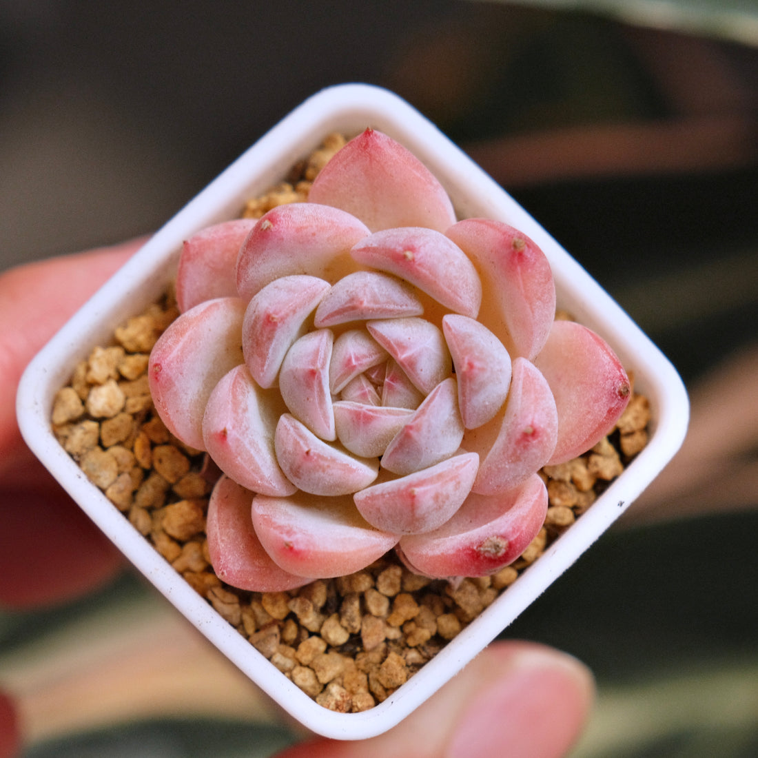 Echeveria hyalina hybrid Korean Succulent Plant *New*