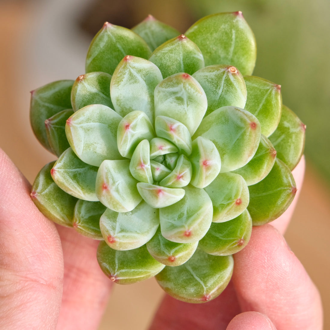 Echeveria Snowflake Jelly Korean Succulent Plant