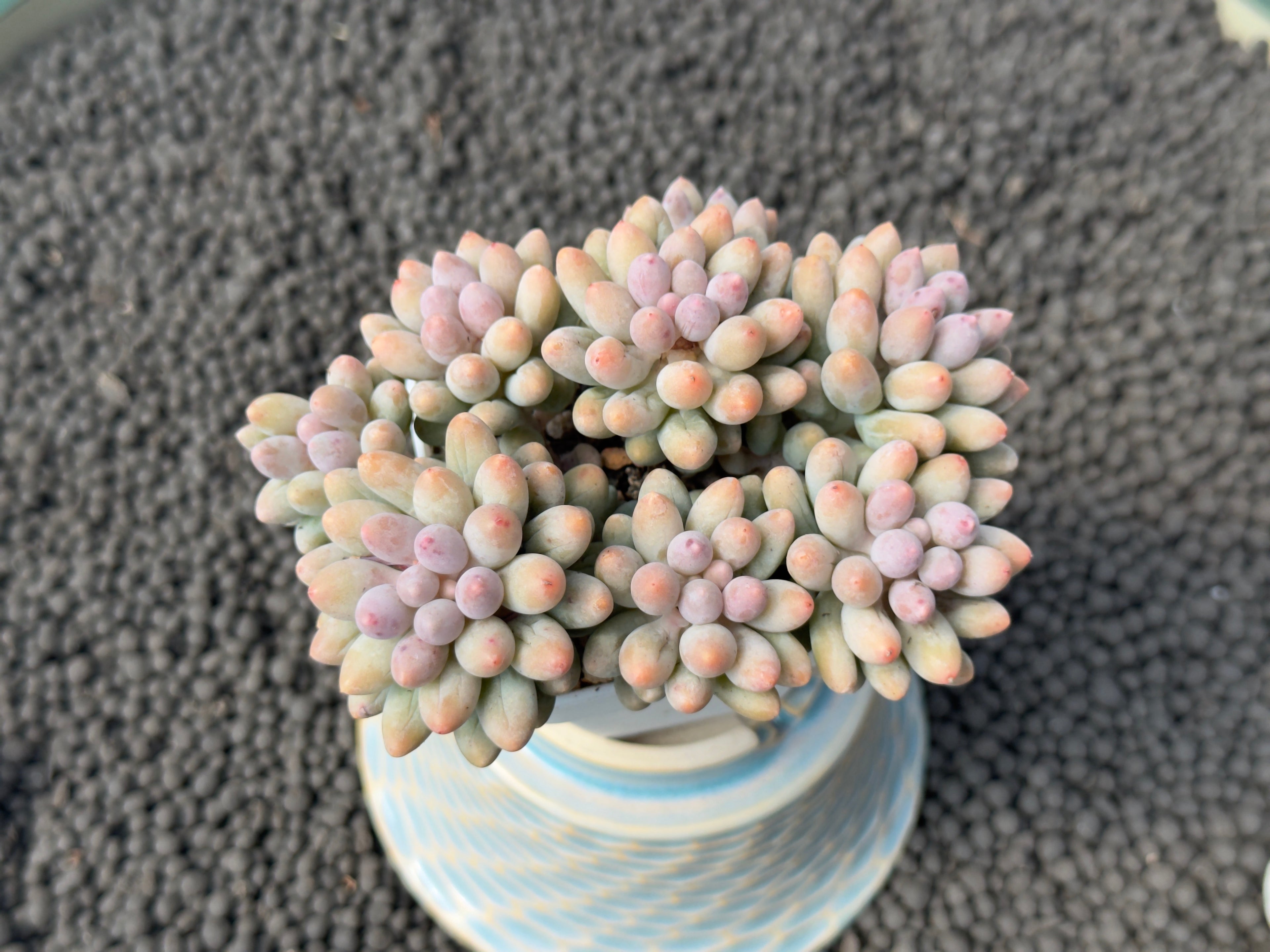 Pachyphytum Baby Fingers Imported Succulent Plant