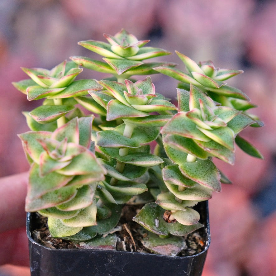 Variegated Crassula perforata Succulent Plant