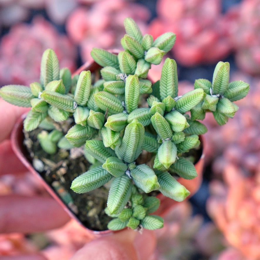 Crassula Watch Chain Succulent Plant