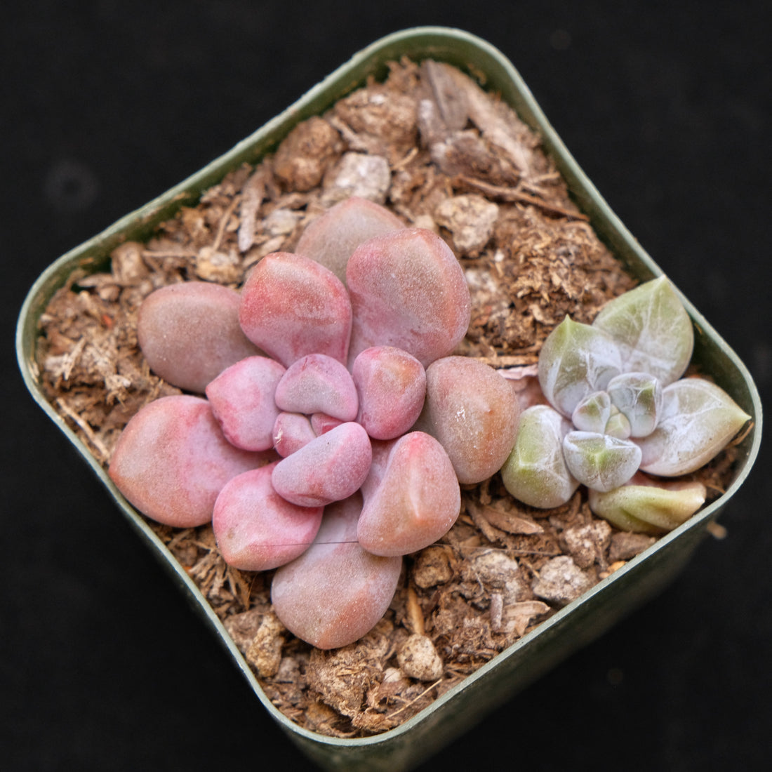 Graptopetalum Polari Heart and Ivory Mountain Babies