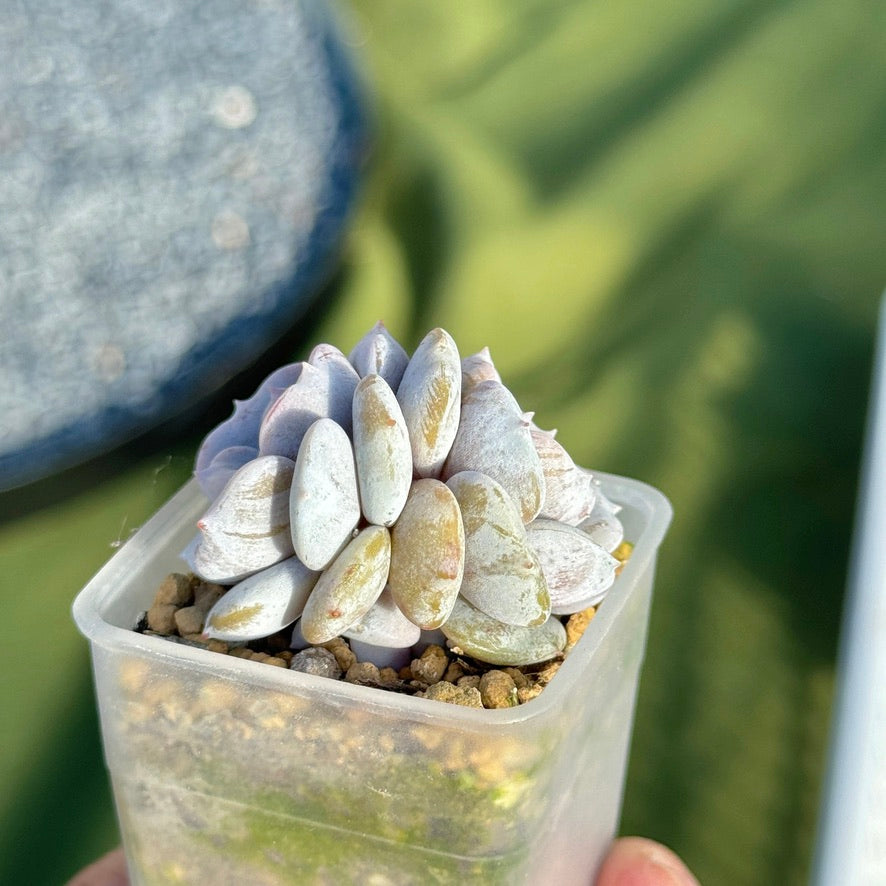 Echeveria Milk Purple Korean Succulent Plant Changhee hybrid