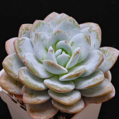 Big Echeveria laui Succulent Plant