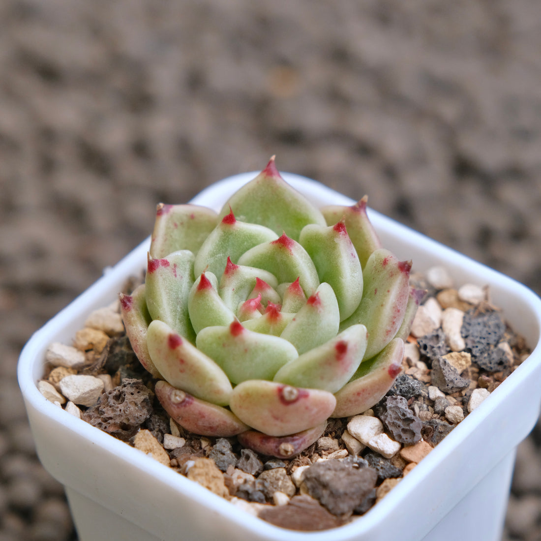 Echeveria Pink Sarahime Korean Succulent Plant - C