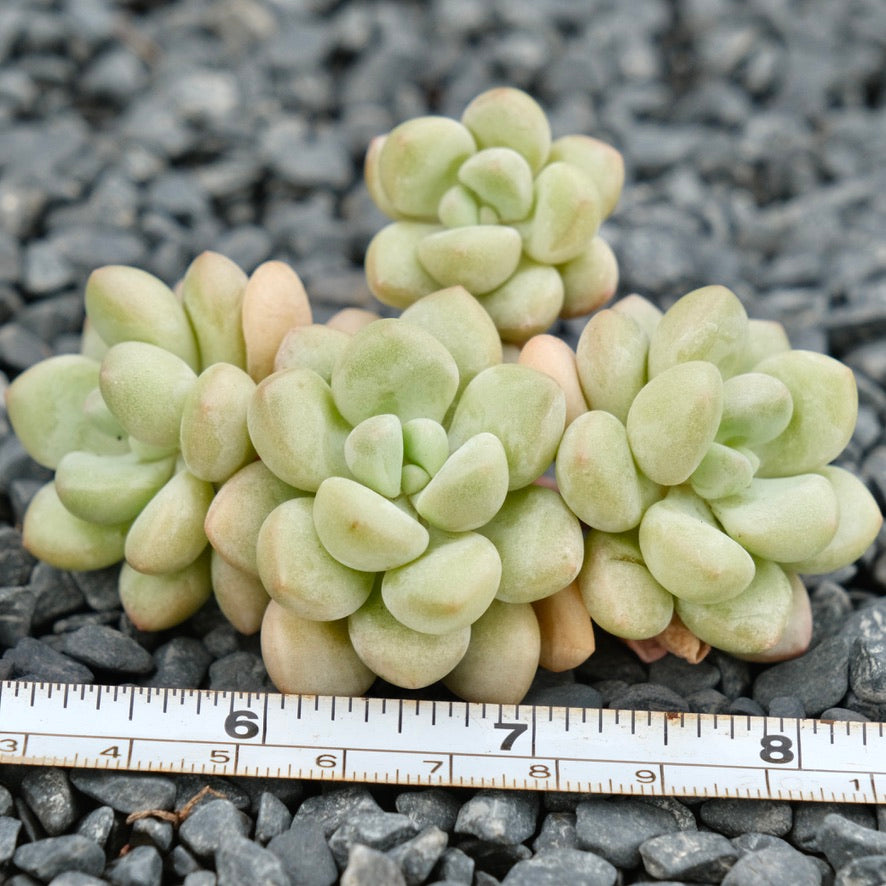 Graptosedum Bubble Gum Imported Succulent Plant