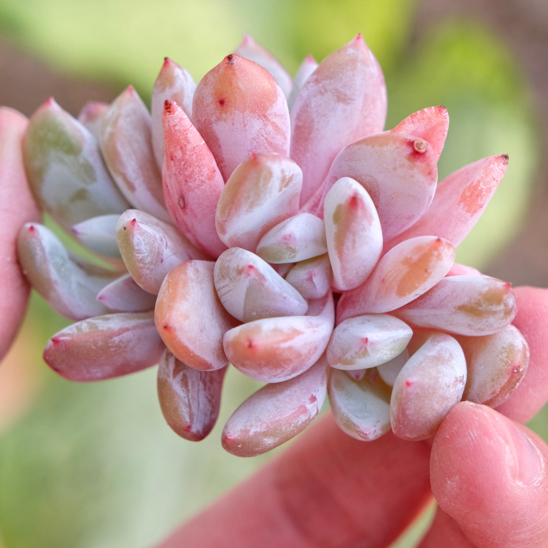Echeveria Trumso cluster Imported Succulent Plant