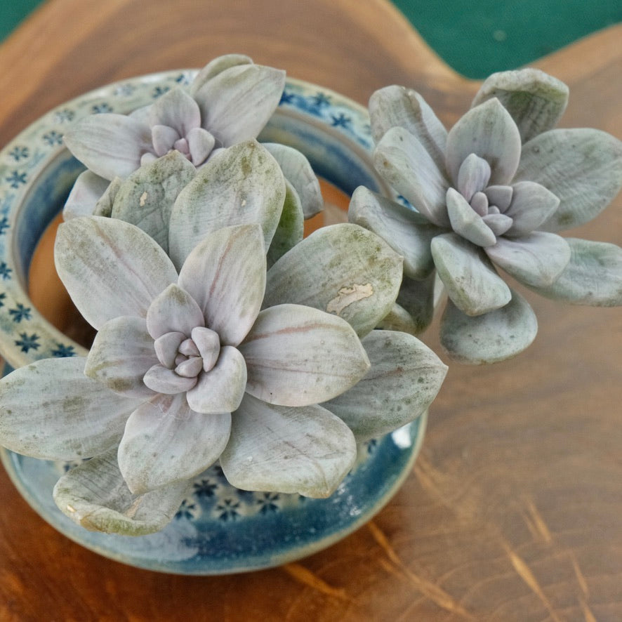 Variegated Graptopetalum Silverbumm cluster Korean Succulent Plant