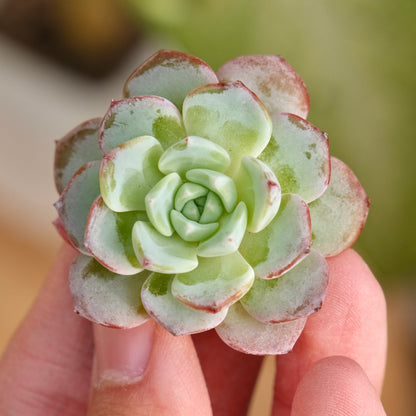 Echeveria Moby Dick Korean Succulent Plant Rare Hwaga hybrid